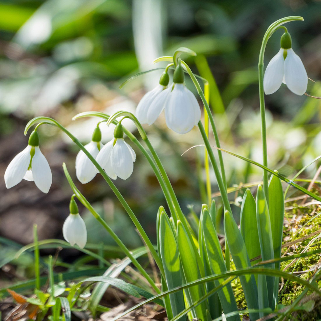 SNOWDROP フロアランプ グレー