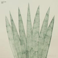 山口一郎 / Lサイズ / ユッカロストラータ / iy-pic-l-214